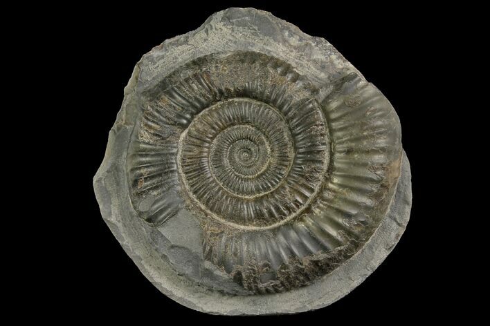 Ammonite (Dactylioceras) Fossil - England #174298